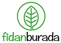 Fidan Burada