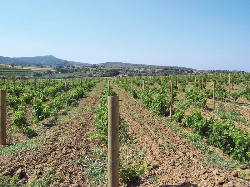 Vineyard and Garden Post Installation