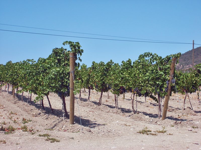 Vineyard and Garden Post Installation